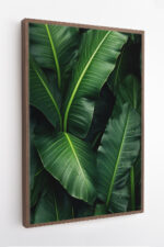Bananeira com Gotas de Orvalho - Imagem 6