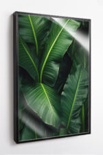 Bananeira com Gotas de Orvalho - Imagem 7