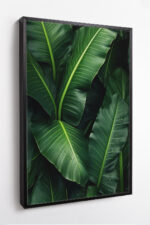 Bananeira com Gotas de Orvalho - Imagem 8